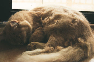 Close-up of cat sleeping at home