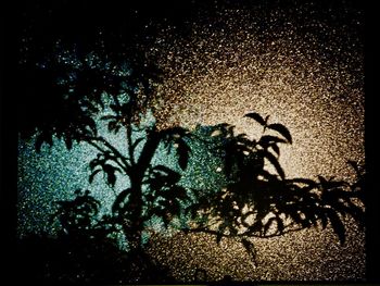 Close-up of silhouette tree against sky at night