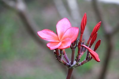 Close-up of pink flower buds