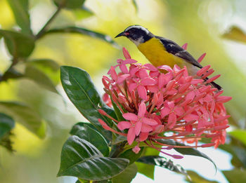 Close-up of bird perching on flower