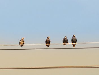 Low angle view of birds perching on railing against sky