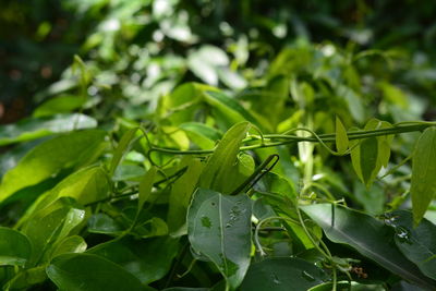 Close-up of wet leaves