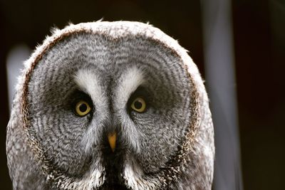 Close-up portrait of a owl