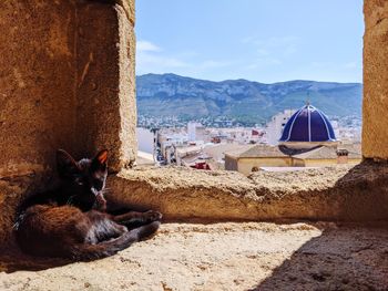 View of a horse by the wall