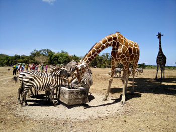 Zebra standing by trees against clear sky