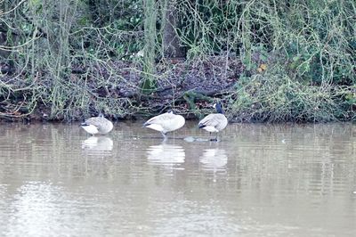 Swans in a water