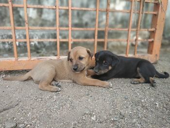 Dogs sitting outdoors