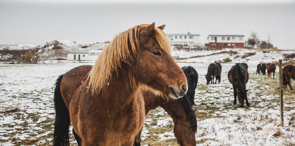 Horses in a field