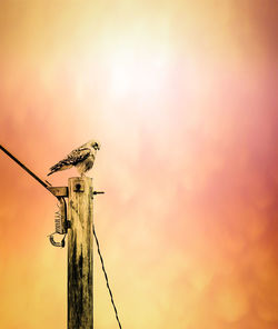 Bird perching on wooden post against sky during sunset