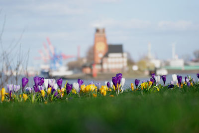 Close-up of purple flowering plants on field against sky