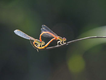 Close-up of damselfly on leaf