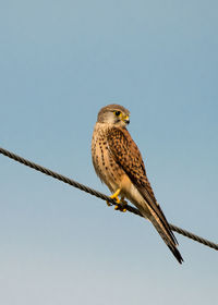 Low angle view of common kestrel perching on rope against clear sky