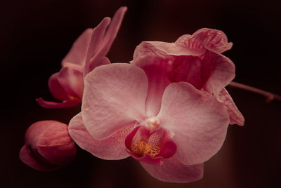 Close-up of pink rose flower against black background