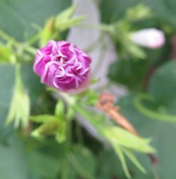 Close-up of flower blooming outdoors