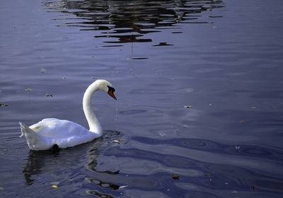 Swan swimming in lake