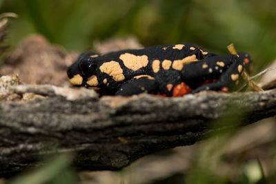 Close-up of lizard