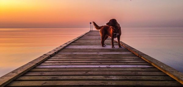 Silhouette of dog in sea at sunset