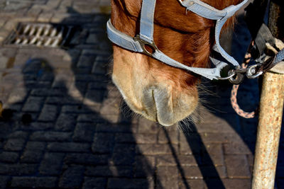 Close-up of horse