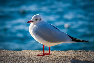 A wonderful winter's day by the sea