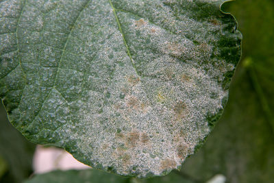 Close-up of frozen leaves