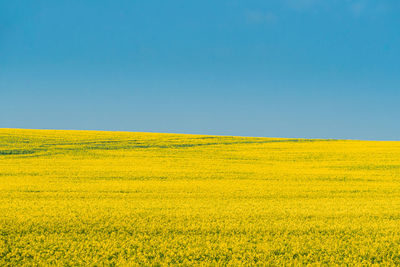 Scenic view of agricultural field against clear sky