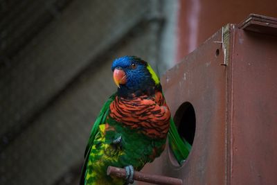 Low angle view of rainbow lorikeet perching on birdhouse
