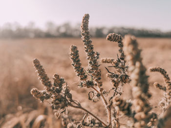 Close-up of plant on field against sky