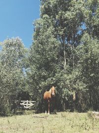 Full length of horse standing on field in forest