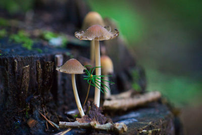 Close-up of mushroom growing in forest