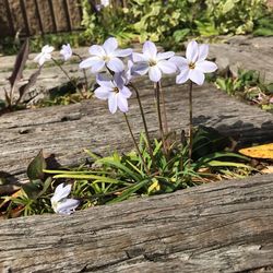 Close-up of white flowering plant