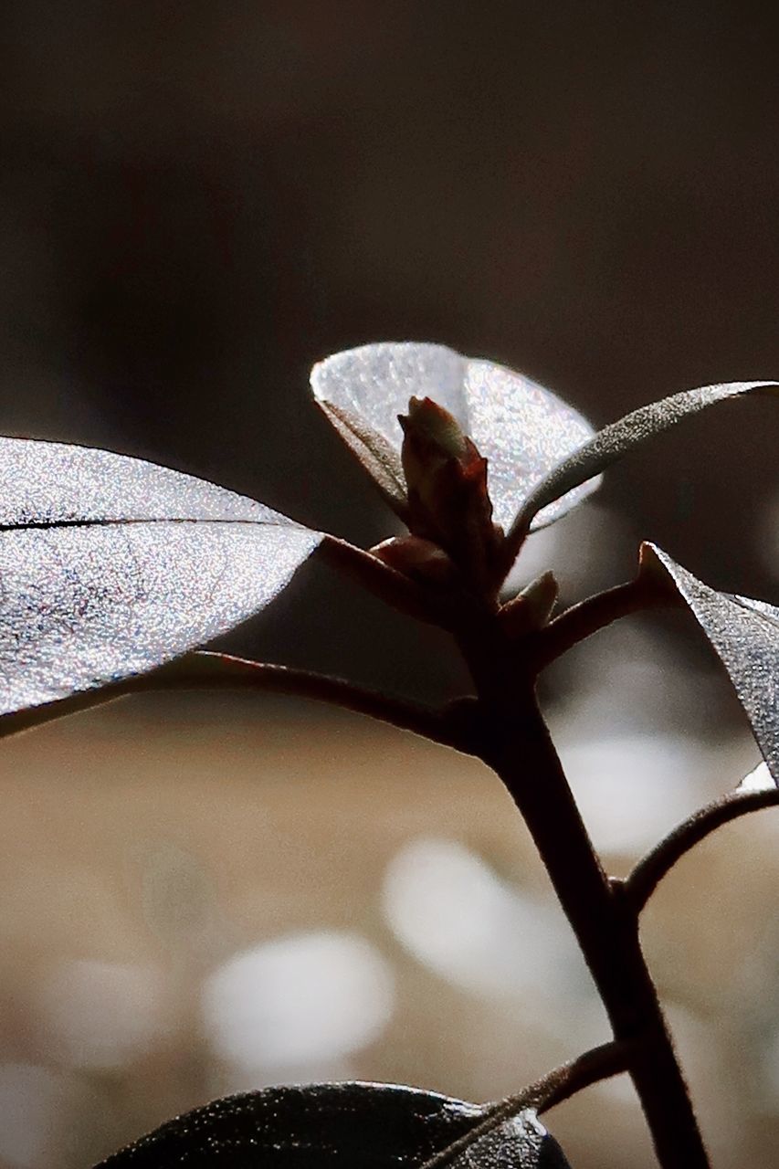 CLOSE-UP OF HAND HOLDING FLOWERING PLANT AGAINST BLURRED BACKGROUND