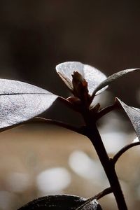 Close-up of hand holding flowering plant