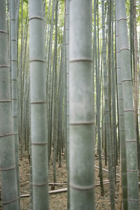 Close-up of bamboo trees in the forest