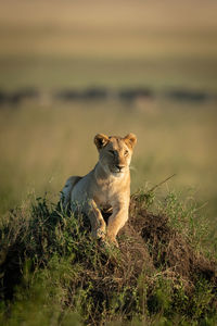 Lioness lies lifting head on grassy mound