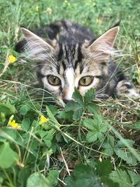 Portrait of a cat on field