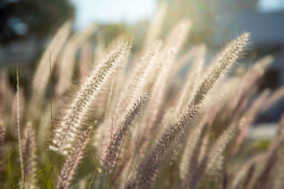 Close-up of fresh plant on field