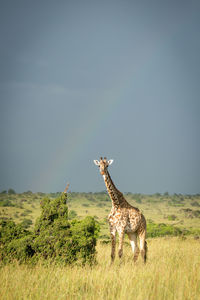 Masai giraffe stands eyeing camera under rainbow