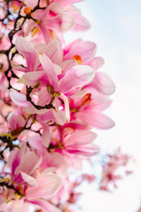 Close-up of pink flower