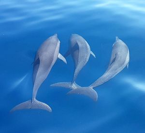 High angle view of dolphins swimming in sea