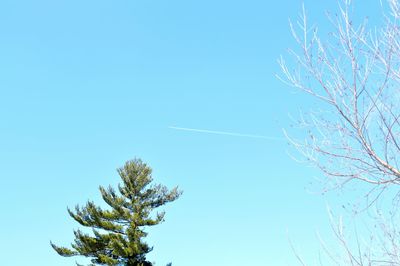 Low angle view of tree against clear blue sky