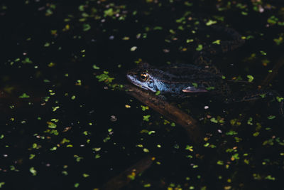 Close-up of blue frog swimming in lake