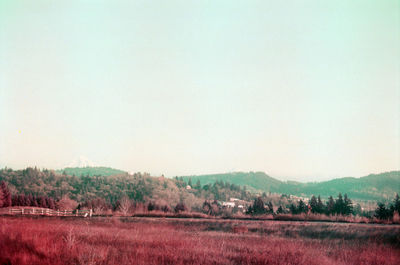 Scenic view of field against clear sky