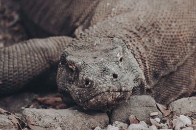 Close-up of lizard on rock