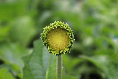 Macro of a gerbera flower opening up.