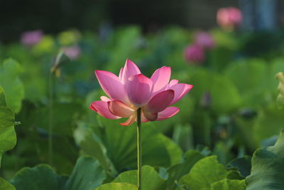 Close-up of pink water lily