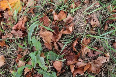 High angle view of dry leaves on field