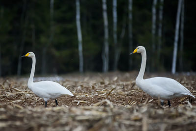 Whooper swans, cygnus cygnus on field. first migratory birds.