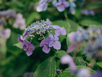 Close-up of purple flowering plant