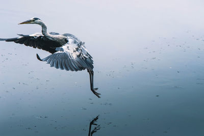 Gray heron flying over lake