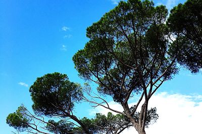 Low angle view of tree against sky